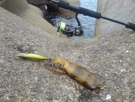 エギング秋シーズン開幕！